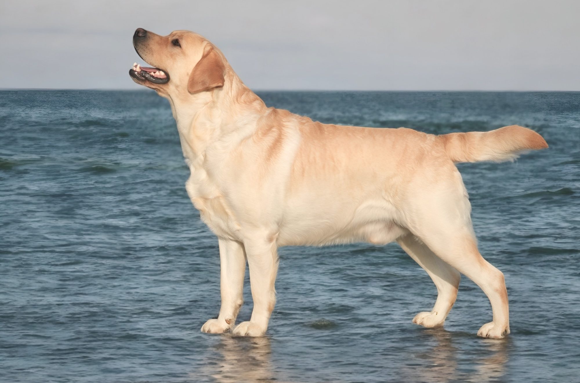 MOUSHORN SLOW MOTION